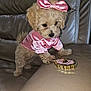 puppy, dog, pink_bow, pink_clothing, leather_couch, indoor, cute, fluffy, small_dog, toy, decorative_object, playful, pet, animal, fur, brown, curious, paw, sitting, soft_texture