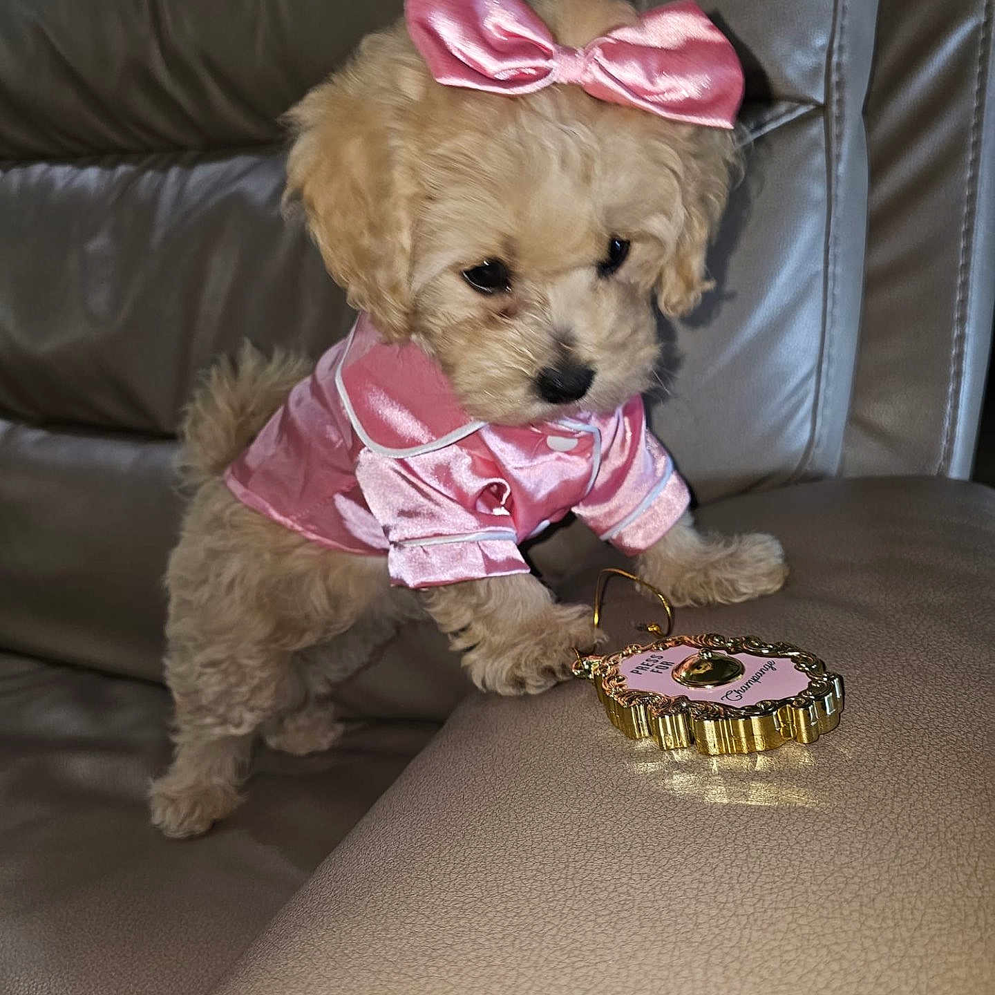 Jelli joined the competition — help win amazing prizes! animal, brown, curious, cute, decorative_object, dog, fluffy, fur, indoor, leather_couch, paw, pet, pink_bow, pink_clothing, playful, puppy, sitting, small_dog, soft_texture, toy