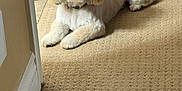 Teddy is registered to the contest to win money with this photo: dog, pet, carpet, indoor, small_dog, fluffy, groomed, brown, wooden_cabinet, animal, canine, fur, ears, lying_down, home, floor, domestic, cute, companion, looking