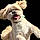 Teddy