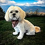 Teddy joined the competition — help win amazing prizes! dog, white_dog, bandana, grass, outdoor, mountains, sky, clouds, pet, cute, sitting, animal, nature, landscape, fur, mammal, canine, portrait, daytime, scenic