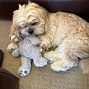 Teddy is registered to the contest to win money with this photo: dog, stuffed_animal, plush_toy, carpet, couch, brown_leather, fluffy, sleeping, pet, indoor, cozy, cute, animal, fur, resting, home, relaxation, toy, companion, paw