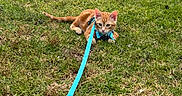 Franklin is registered to the contest to win money with this photo: animal, cat, curious, cute, ears, fur, grass, green, harness, kitten, leash, nature, orange_cat, outdoor, pet, playful, resting, small, whiskers, young_cat