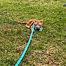animal, cat, curious, cute, ears, fur, grass, green, harness, kitten, leash, nature, orange_cat, outdoor, pet, playful, resting, small, whiskers, young_cat