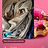 Franklin joined the competition — help win amazing prizes! bed, bite, blanket, cat, comfort, cozy, cute, donut, food, furry, hidden, indoor, paws, pet, phone_screen, pink_background, relaxed, sleeping, soft, text_message