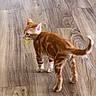 Franklin is registered to the contest to win money with this photo: animal, cat, curious, cute, domestic_cat, ears, feline, indoor, kitten, orange_tabby, paws, pet, playful, small, tail, toy, walking, whiskers, wooden_floor, young