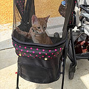 Franklin joined the competition — help win amazing prizes! animal, black_stroller, casual, cat, closeup, curious, daylight, feline, leisure, mesh_screen, orange_tabby, outdoor, pet_accessory, pet_stroller, pink_polka_dots, seated, sidewalk, sunlight, urban, wheels