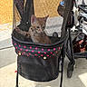 animal, black_stroller, casual, cat, closeup, curious, daylight, feline, leisure, mesh_screen, orange_tabby, outdoor, pet_accessory, pet_stroller, pink_polka_dots, seated, sidewalk, sunlight, urban, wheels