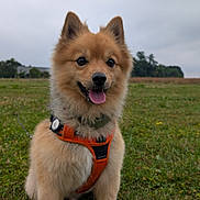 Chanel a rejoint le concours — aidez-le/la à gagner de superbes lots ! dog, puppy, fluffy, brown_fur, orange_harness, tongue_out, happy, sitting, standing, portrait, outdoor, field, grass, countryside, cloudy_sky, nature, pet, collar, leash, adorable