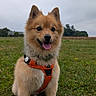 dog, puppy, fluffy, brown_fur, orange_harness, tongue_out, happy, sitting, standing, portrait, outdoor, field, grass, countryside, cloudy_sky, nature, pet, collar, leash, adorable