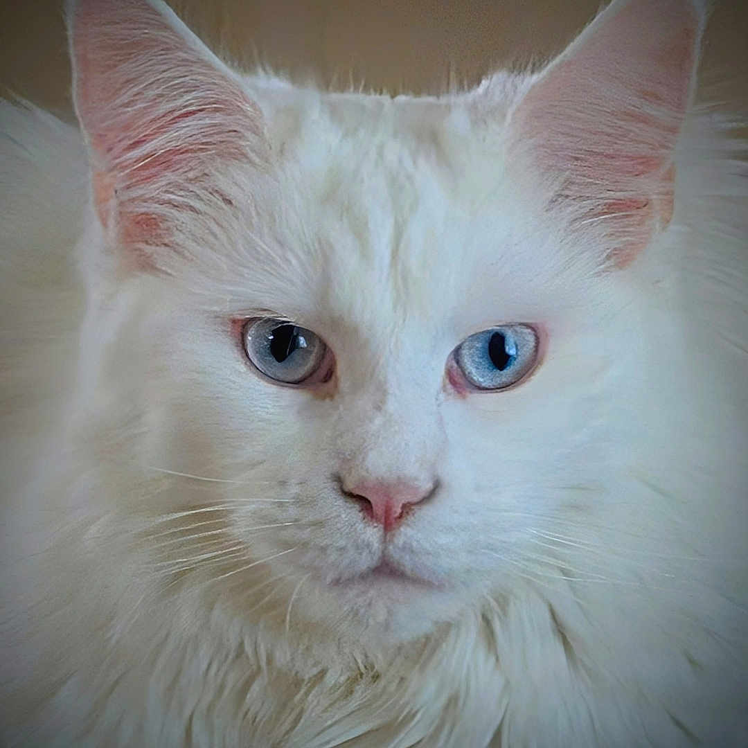 Gypsy Moon joined the competition — help win amazing prizes! alert, animal, blue_eyes, cat, close_up, cute, domestic_animal, ears, face, feline, fluffy, fur_texture, indoor, mammal, pet, pink_nose, portrait, soft_light, whiskers, white_fur