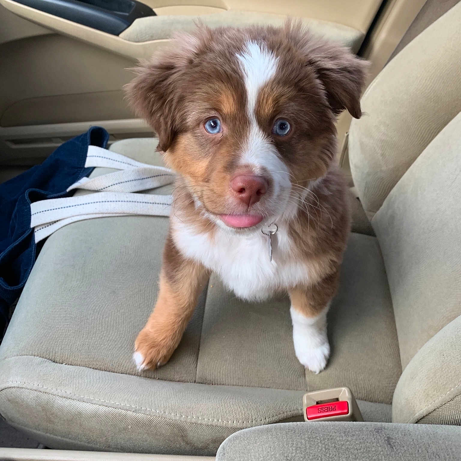 Crimson joined the competition — help win amazing prizes! australian_shepherd, basque_shepherd_dog, border_collie, canidae, carnivore, companion_dog, dog, dog_breed, fawn, mammal, miniature_australian_shepherd, puppy, small_greek_domestic_dog, sporting_group, vehicle, vertebrate, working_dog