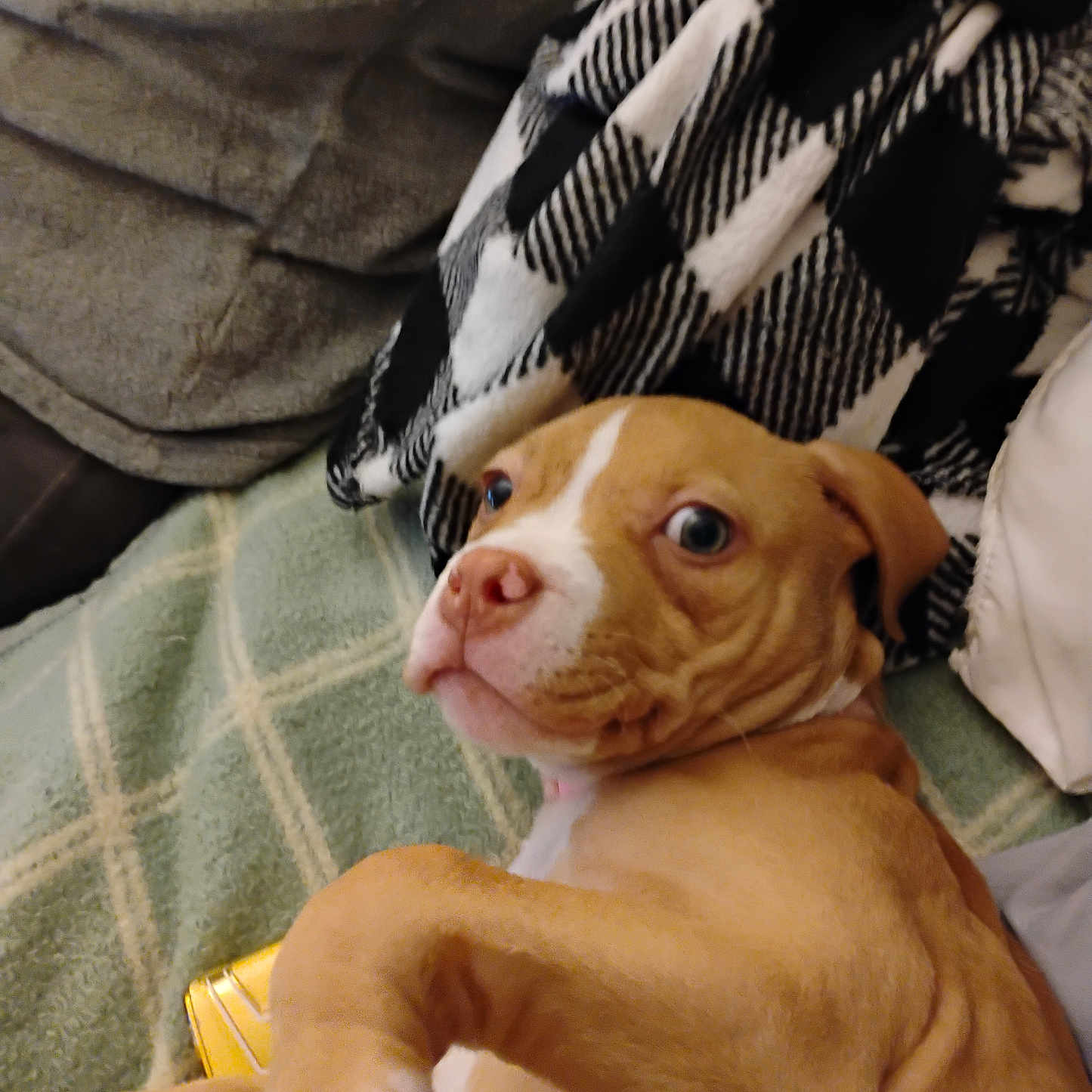 Princess Hailey joined the competition — help win amazing prizes! adult, animal, bird, blanket, bodypart, bride, bulldog, canine, dog, female, finger, hand, hound, person, pet, pitbull, puppy, towel, wedding, woman