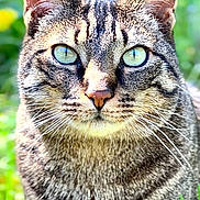 Bébé a rejoint le concours — aidez-le/la à gagner de superbes lots ! cat, tabby, green_eyes, close_up, animal, pet, feline, outdoor, nature, grass, flower, portrait, whiskers, ears, fur, alert, daylight, mammal, cute, looking