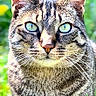 cat, tabby, green_eyes, close_up, animal, pet, feline, outdoor, nature, grass, flower, portrait, whiskers, ears, fur, alert, daylight, mammal, cute, looking