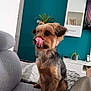 Lola participe au concours pour gagner de l'argent avec cette photo : brown_and_black_fur, couch, cozy, cute, dog, furniture, gray_couch, home, indoor, living_room, modern_interior, pet, plant, relaxed, sitting, small_dog, television, tongue, tongue_out, wall_art