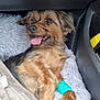 Lola a rejoint le concours — aidez-le/la à gagner de superbes lots ! animal, bandage, blanket, canine, car_interior, companion, cozy, cute, dog, domestic_animal, fluffy_bed, fur, happy, indoor, paw, pet, resting, small_dog, smiling, tongue_out