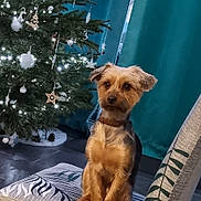 Lola participe au concours pour gagner de l'argent avec cette photo : brown_dog, calm, chair, christmas_tree, curtains, decorations, dog, festive, floor, holiday, indoor, lights, ornaments, patterned_fabric, pet, pinecone, seated, small_dog, tree_skirt, window