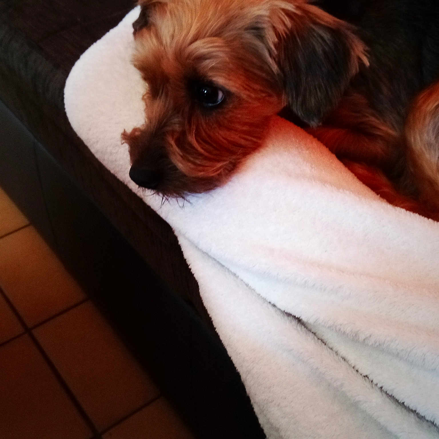 Lola a rejoint le concours — aidez-le/la à gagner de superbes lots ! border_terrier, canidae, carnivore, chinese_imperial_dog, companion_dog, dog, dog_breed, fawn, mammal, morkie, norfolk_terrier, puppy, schnoodle, shih_tzu, small_terrier, sporting_group, sporting_lucas_terrier, terrier, toy_dog, yorkshire_terrier