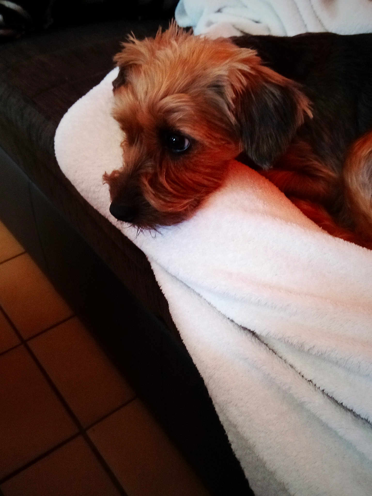 Lola