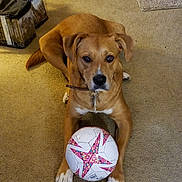 Whiskers joined the competition — help win amazing prizes! dog, brown_dog, soccer_ball, indoor, carpet, pet, animal, paws, toy, looking_at_camera, floor, collar, white_paws, storage_bins, relaxed, playing, cute, domestic_dog, front_view, home