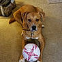 dog, brown_dog, soccer_ball, indoor, carpet, pet, animal, paws, toy, looking_at_camera, floor, collar, white_paws, storage_bins, relaxed, playing, cute, domestic_dog, front_view, home