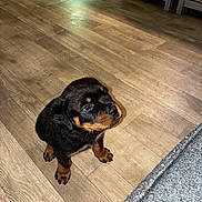 Titus is registered to the contest to win money with this photo: puppy, rottweiler, dog, floor, wooden_floor, indoor, pet_bowls, furniture, carpet, small, cute, animal, canine, young, domestic, looking_up, brown, black, adorable, home