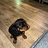 puppy, rottweiler, dog, floor, wooden_floor, indoor, pet_bowls, furniture, carpet, small, cute, animal, canine, young, domestic, looking_up, brown, black, adorable, home