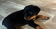 Titus joined the competition — help win amazing prizes! animal, black, brown, canine, cute, dog, domestic_animal, flooring, fur, indoor, looking_away, lying_down, mammal, pet, puppy, resting, rottweiler, small, wooden_floor, young