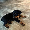 Titus joined the competition — help win amazing prizes! puppy, rottweiler, dog, animal, pet, indoor, wooden_floor, flooring, young, cute, lying_down, black, brown, fur, small, canine, domestic_animal, resting, looking_away, mammal