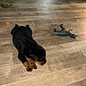 Titus joined the competition — help win amazing prizes! puppy, rottweiler, dog, floor, wooden_floor, toy, dinosaur_toy, indoor, pet, animal, small, black_fur, brown_fur, cute, laying_down, young, domestic, playing, flooring, home