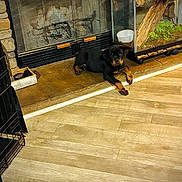 Titus joined the competition — help win amazing prizes! animal, black_and_tan, bowl, cozy, dog, domestic, fireplace, floor, furniture, hearth, home, indoor, pet, plants, puppy, relaxing, resting, rottweiler, terrarium, wooden_floor