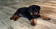 Titus is registered to the contest to win money with this photo: puppy, rottweiler, dog, indoor, wooden_floor, flooring, pet, animal, canine, lying_down, young, black_and_tan, curious, cute, domestic, floor, door, mirror, reflection, home