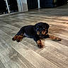 puppy, rottweiler, dog, indoor, wooden_floor, flooring, pet, animal, canine, lying_down, young, black_and_tan, curious, cute, domestic, floor, door, mirror, reflection, home