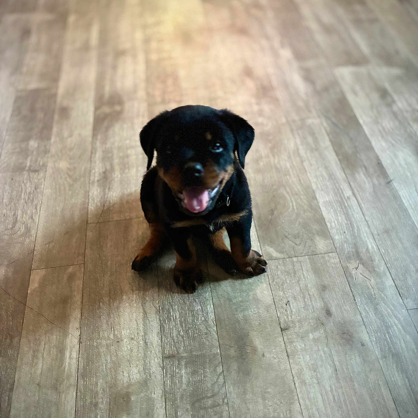 Titus