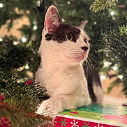 Road joined the competition — help win amazing prizes! cat, black_and_white, christmas_tree, holiday, gift_box, lights, greenery, festive, pet, animal, cute, relaxed, indoor, decorations, feline, closeup, portrait, whiskers, curious, soft_lighting