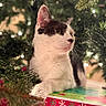 cat, black_and_white, christmas_tree, holiday, gift_box, lights, greenery, festive, pet, animal, cute, relaxed, indoor, decorations, feline, closeup, portrait, whiskers, curious, soft_lighting