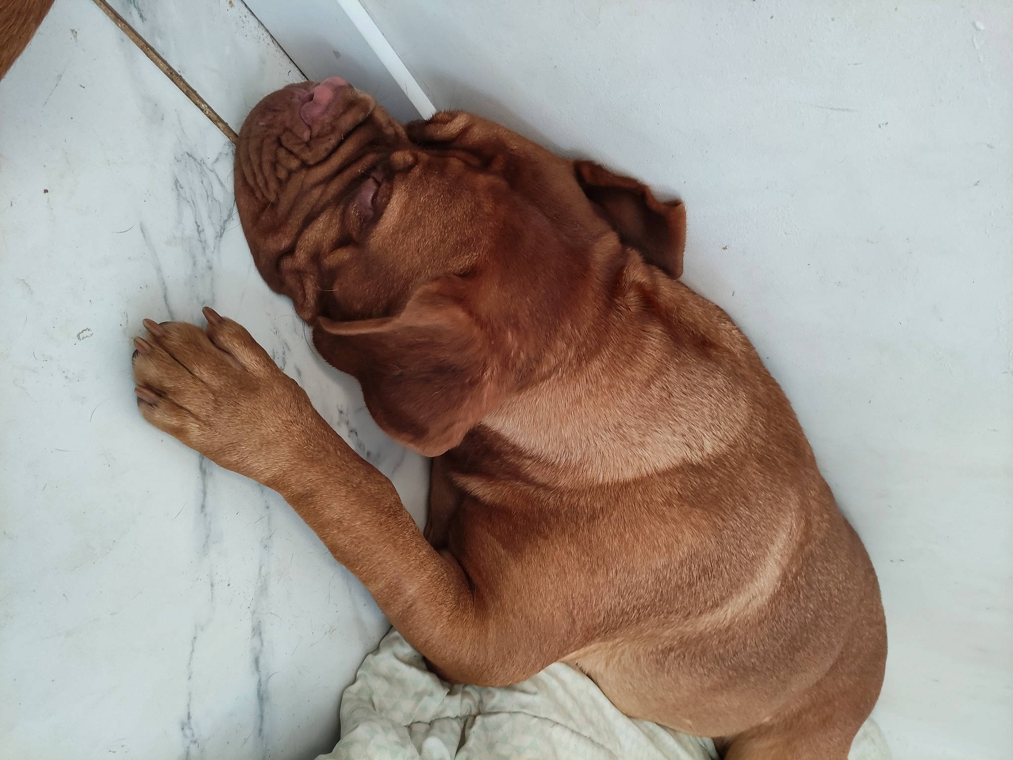 Tessy a rejoint le concours — aidez-le/la à gagner de superbes lots ! art, carnivore, carving, clay, comfort, companion_dog, dog_breed, flesh, foot, fur, gesture, human_leg, liver, sculpture, sporting_group, visual_arts, wood, working_animal, wrinkle, wrist