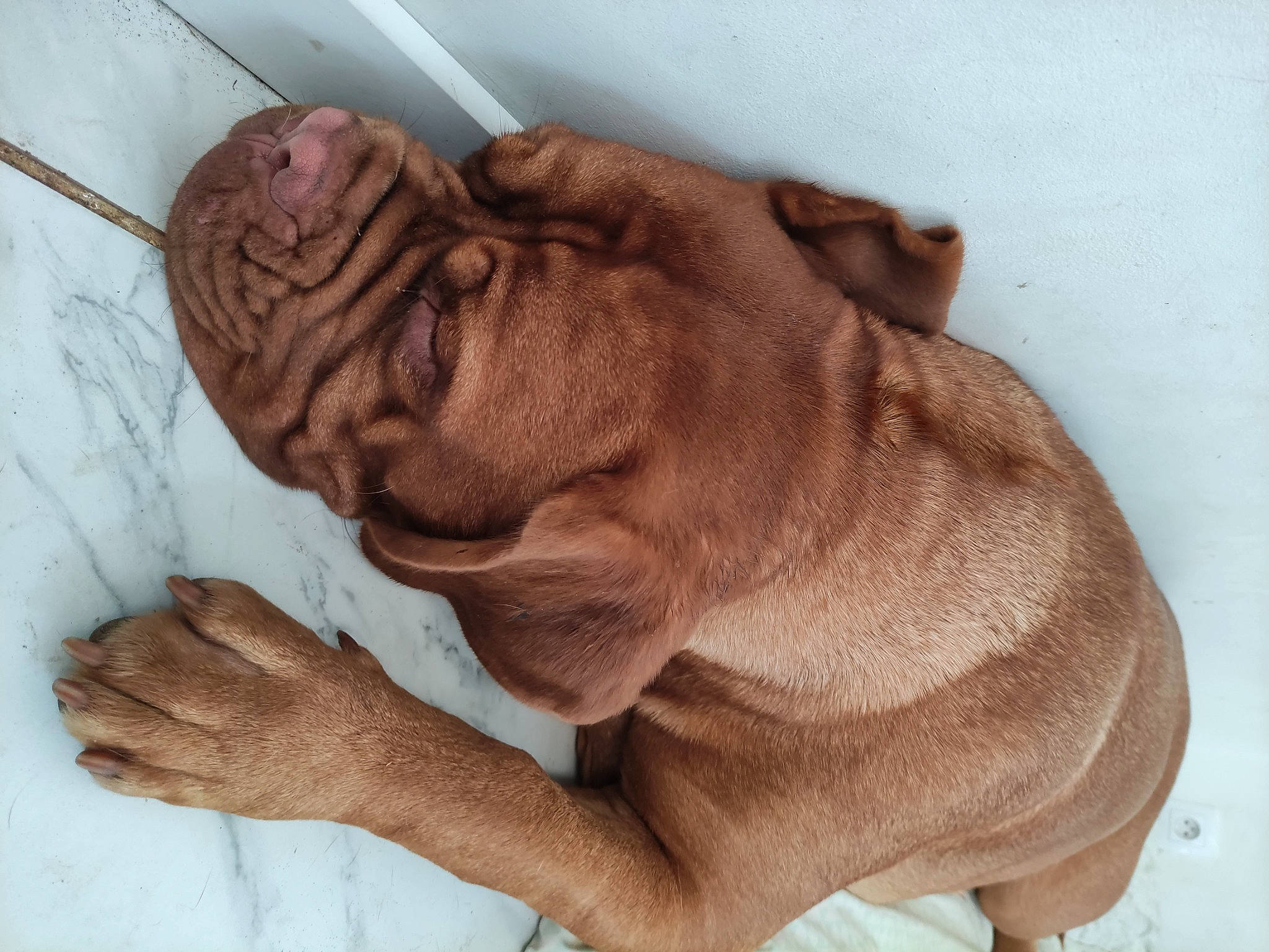 Tessy a rejoint le concours — aidez-le/la à gagner de superbes lots ! art, artifact, big_cats, carving, clay, ear, felidae, finger, gesture, jaw, lion, liver, sculpture, snout, terrestrial_animal, thumb, wood, working_animal, wrinkle, wrist