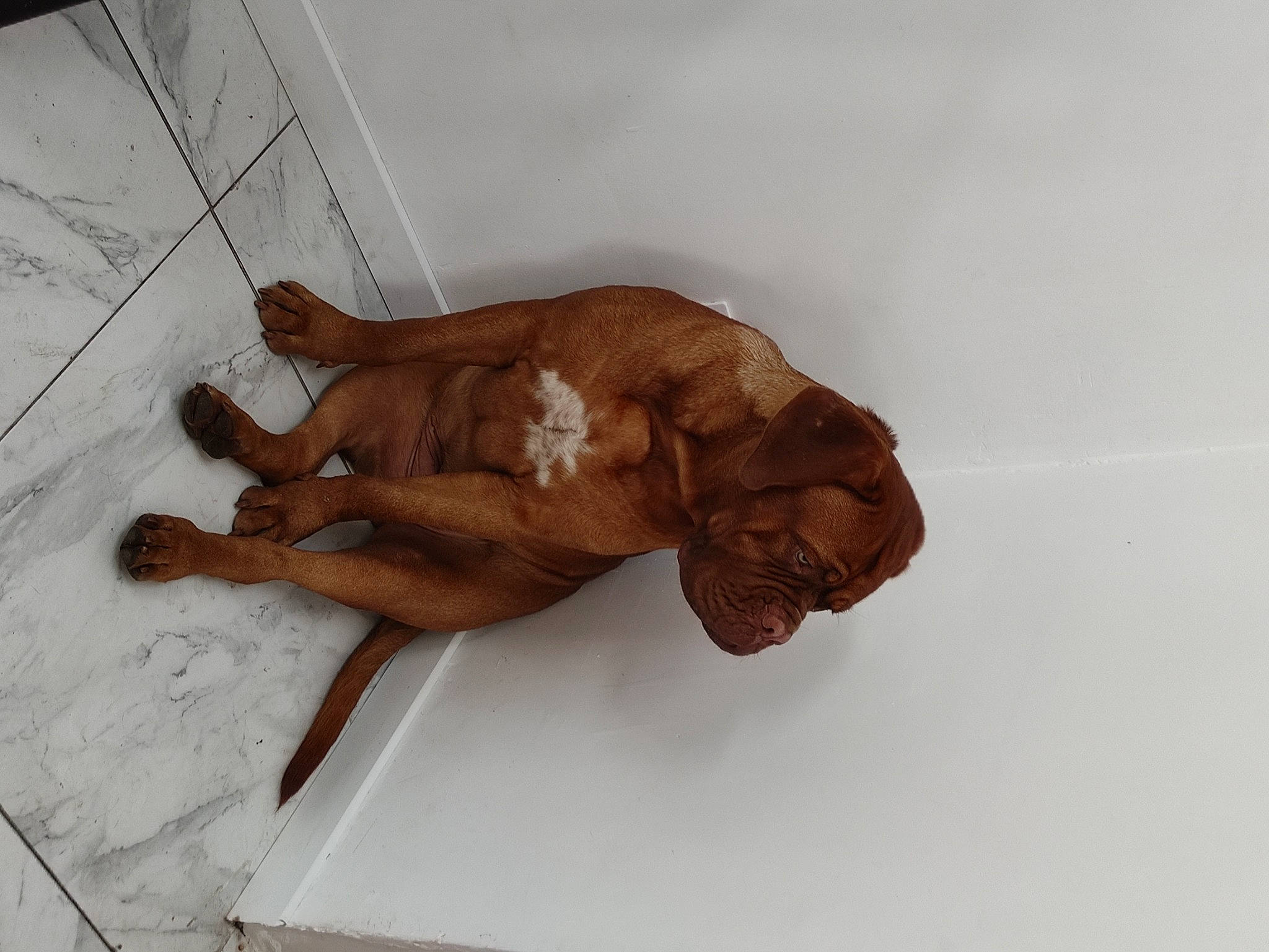 Tessy a rejoint le concours — aidez-le/la à gagner de superbes lots ! art, bathing, canidae, chest, drawing, elbow, fawn, foot, gesture, human_leg, knee, liver, sculpture, sporting_group, tail, visual_arts, wood, working_animal