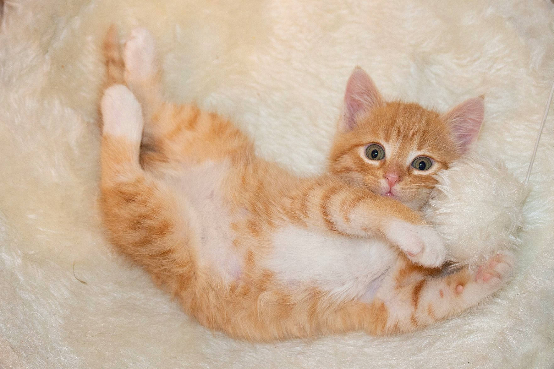 Pumpkin joined the competition — help win amazing prizes! arabian_mau, asian, british_semi_longhair, carnivore, cat, european_shorthair, eye, fawn, felidae, fur, german_rex, kitten, mammal, munchkin, ojos_azules, ragamuffin, skin, small_to_medium_sized_cats, tabby_cat, whiskers