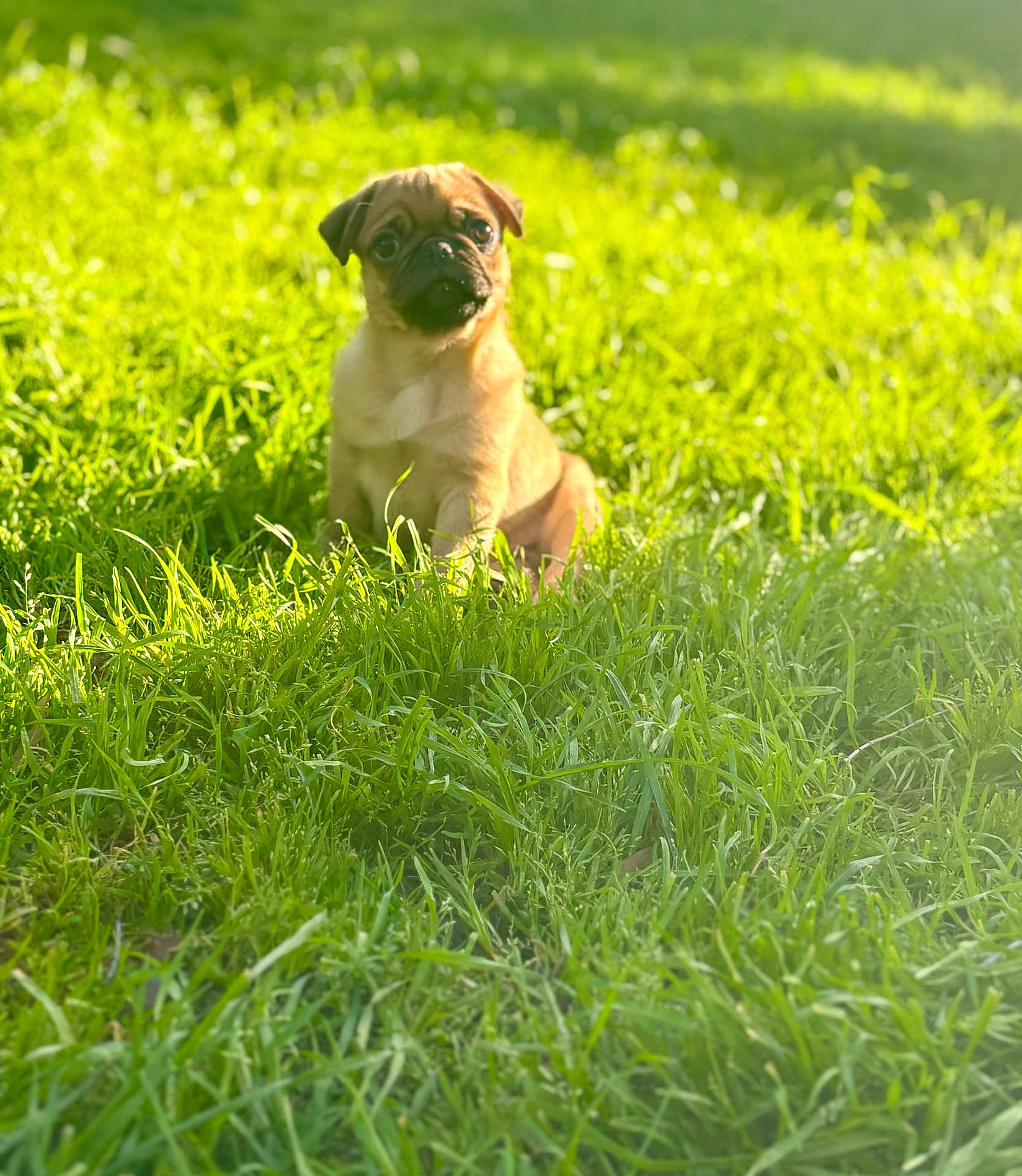 Bruno joined the competition — help win amazing prizes! puppy, dog, small_dog, pet, grass, outdoor, greenery, sunlight, sunlit, bokeh, shallow_depth_of_field, sitting, portrait, cute, young, nature, garden, playful, summer, ground