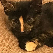 Baby is registered to the contest to win money with this photo: kitten, cat, tortoiseshell, pet, animal, feline, cute, face, paw, cushion, beige, fur, whiskers, ears, indoor, closeup, resting, texture, looking, young