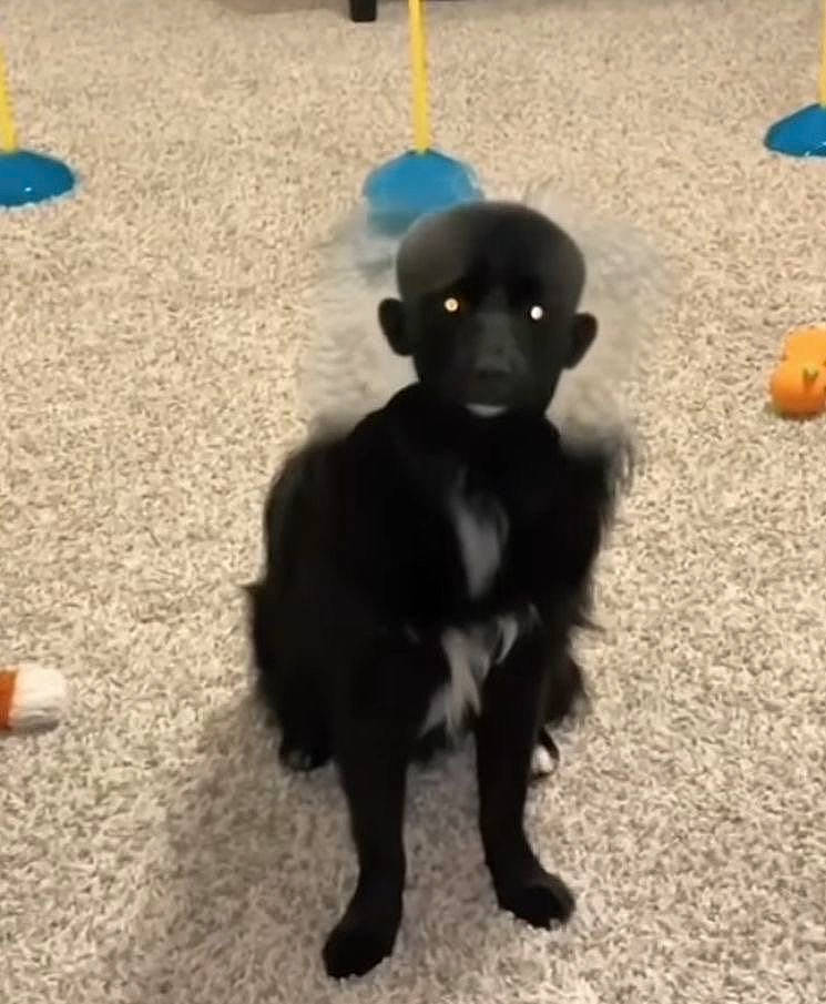 Kevin joined the competition — help win amazing prizes! canidae, carnivore, claw, companion_dog, dog, dog_breed, dog_supply, fawn, flooring, fur, liver, non_sporting_group, paw, snout, sporting_group, tail, terrestrial_animal, toy, toy_dog, working_animal