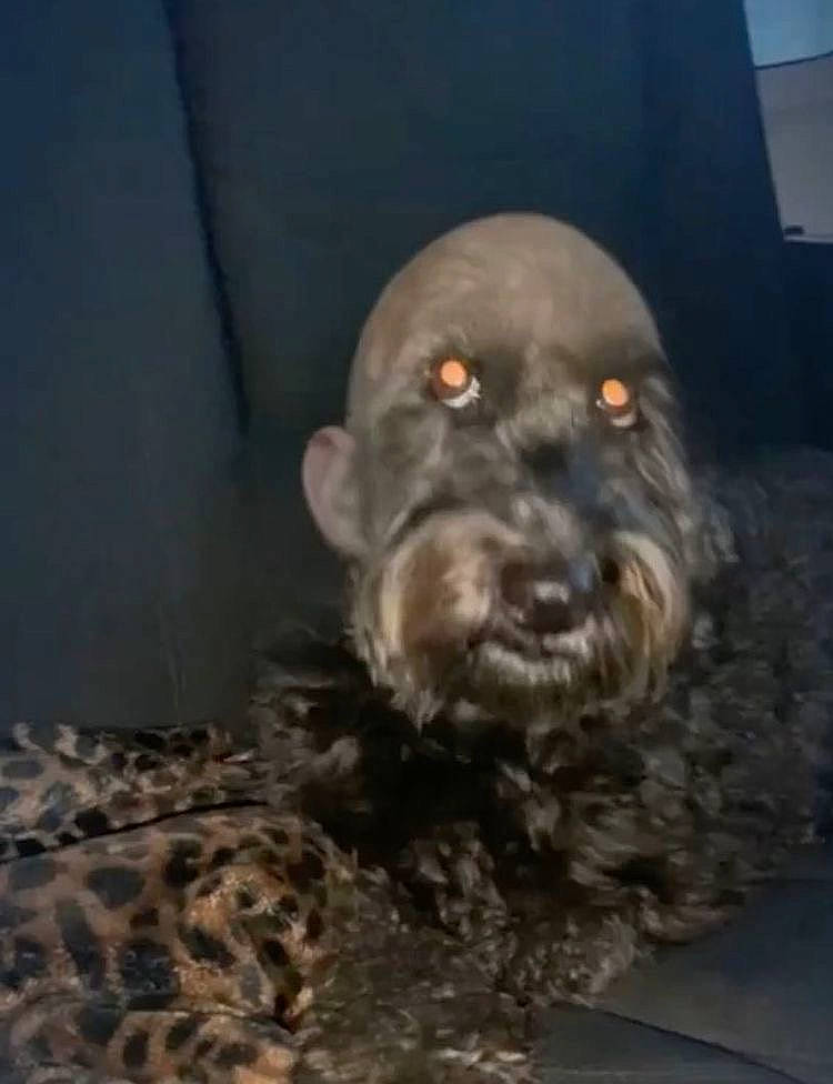 Kevin is registered to the contest to win money with this photo: canidae, carnivore, companion_dog, dog, dog_breed, fur, liver, non_sporting_group, personal_protective_equipment, small_terrier, snout, sporting_group, terrestrial_animal, terrier, toy_dog, water_dog, whiskers, working_animal