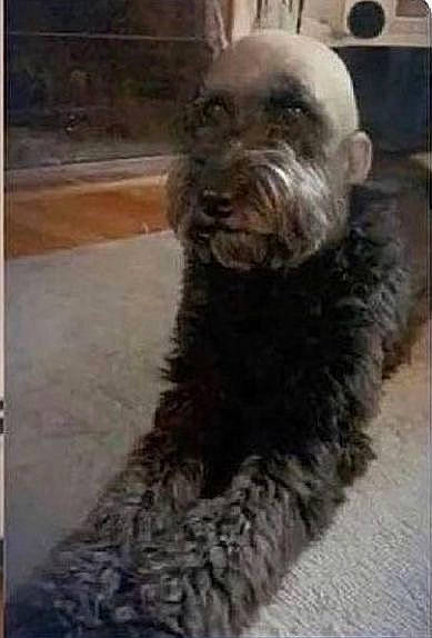 Kevin is registered to the contest to win money with this photo: canidae, carnivore, companion_dog, dog, dog_breed, flooring, fur, liver, non_sporting_group, rectangle, small_terrier, snout, sporting_group, terrier, toy_dog, water_dog, working_animal