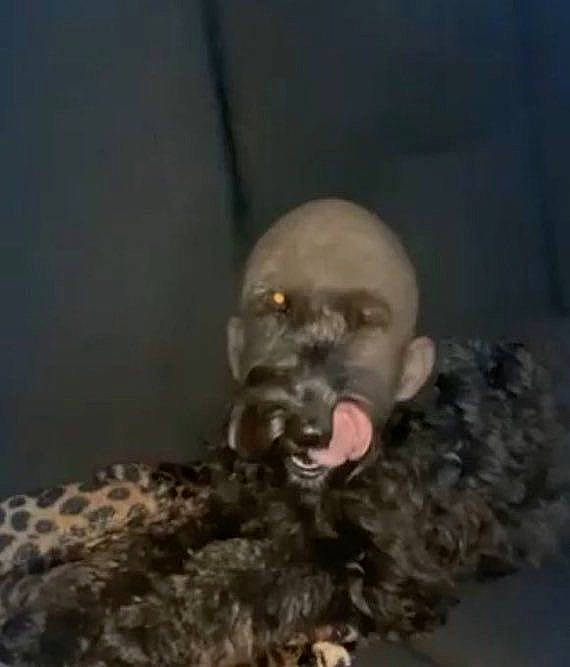 Kevin joined the competition — help win amazing prizes! canidae, carnivore, companion_dog, dog, dog_breed, dog_supply, fur, liver, non_sporting_group, paw, poodle, snout, sporting_group, tail, terrestrial_animal, toy, toy_dog, water_dog, whiskers