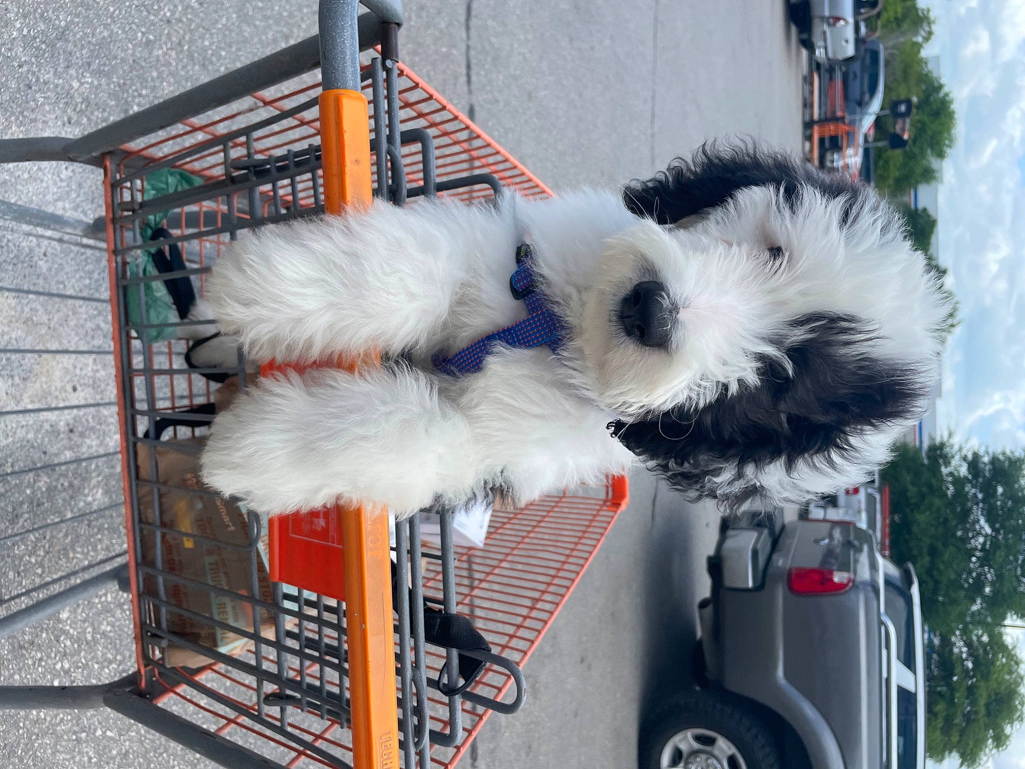 Kahlua joined the competition — help win amazing prizes! auto_part, automotive_exterior, automotive_lighting, automotive_tire, automotive_wheel_system, bumper, car, cloud, fender, fur, gas, motor_vehicle, parking, sky, tire, tree, vehicle, vehicle_registration_plate, wheel, window