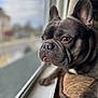 animal, boxer, bulldog, canine, dog, frenchbulldog, pet, pitbull, puppy, snout