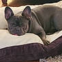 animal, boxer, bulldog, canine, couch, dog, frenchbulldog, furniture, pet, pitbull, puppy